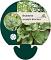 Brunnera macr. 'Mr Morse'
