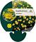 Buphthalmum salicifolium