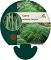 Carex oshim. 'Evergreen'