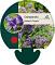 Campanula glom. 'Superba'