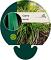 Carex morrowii