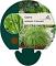 Carex oshim. 'JS Greenwell'