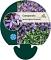 Campanula posch. 'Blauranke'