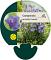 Campanula pers. 'Coerulea'