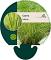 Carex testacea