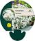 Cerastium tomentosum