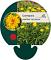 Coreopsis gr. 'Early Sunrise'