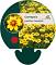 Coreopsis gr. 'Sonnenkind'