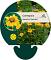 Coreopsis lanceolata 'Sterntaler'