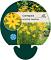 Coreopsis vert. 'Grandiflora'