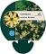 Coreopsis vert. 'Moonbeam'