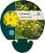 Coreopsis vert. 'Zagreb'