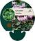 Cyclamen hederifolium