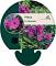Phlox (P) 'Düsterlohe'