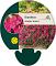 Dianthus delt. 'Brilliant'