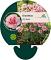 Dianthus (PL) 'Doris'