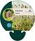 Dipsacus fullonum