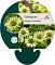 Echinacea purp. 'Green Jewel'