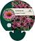 Echinacea purp. 'Pica Bella'
