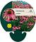 Echinacea purpurea