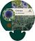 Echinops ritro 'Veitch's Blue'