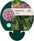 Eupatorium 'Baby Joe'