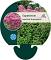 Eupatorium mac. 'Atropurpureum'