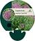 Eupatorium mac. 'Purple Bush'