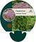 Eupatorium mac. 'Phantom'