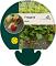 Fragaria vesca