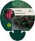 Fuchsia magellanica gracilis