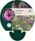 Geranium 'Ann Folkard'