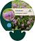 Geranium cant. 'Karmina'