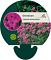 Geranium cinereum subcaulescens