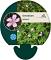Geranium endressii