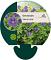 Geranium 'Johnson's Blue'
