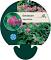 Geranium macrorrhizum