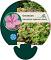 Geranium macr. 'Ingwersen's Var.'