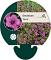 Geranium 'Patricia'