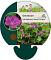 Geranium rivers. 'Russell Prichard'