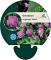 Geranium sang. 'Elsbeth'