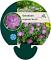 Geranium sang. 'Max Frei'