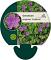 Geranium sang. 'Tiny Monster'