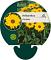 Helianthus atrorubens