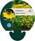 Helenium bigelovii 'The Bishop'