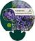 Campanula port. 'Resholt Variety'