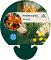 Hemerocallis 'Frans Hals'
