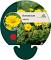 Doronicum orientale