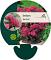Sedum 'Red Cauli'