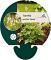 Tiarella c. 'Oakleaf'